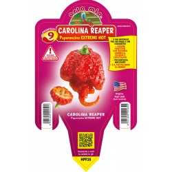 Peperoncino Carolina Reaper...