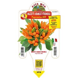 Peperoncino mazzetti...