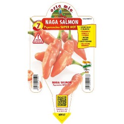 Peperoncino naga salmon- vaso 14 | Laserrafiorita.it