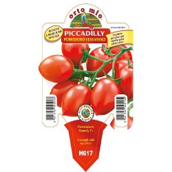 Pomodoro piccadilly v10 - pomodoro vesuviano | Laserrafiorita.it