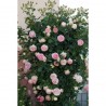 Rosa rampicante Pierre de Ronsard vaso 35 h 3 metri | Laserrafiorit...