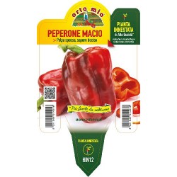 Peperone rosso Macio-v10 pianta innestata | Laserrafiorita.it