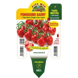 Pomodoro Barry fragolino-v14 pianta innestata | Laserrafiorita.it