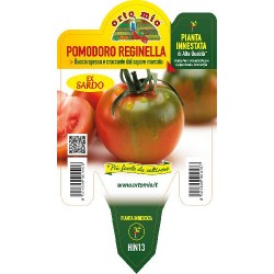 Pomodoro sardo-reginella-v14 pianta innestata | Laserrafiorita.it