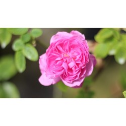 Rosa antica Louise Odier v19