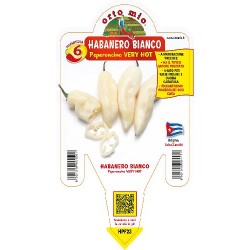 Peperoncino Habanero bianco- vaso 14