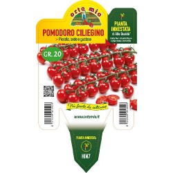 Pomodoro ciliegino-v14 pianta innestata | Laserrafiorita.it