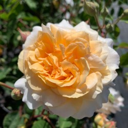 Rosa Buff Beauty