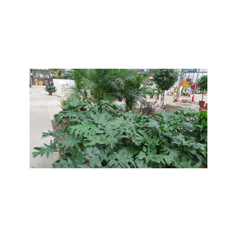 Filodendro selloum v35 | Laserrafiorita.it