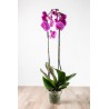 Phalaenopsis v12 2 rami | Laserrafiorita.it