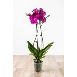 Phalaenopsis v12 2 rami | Laserrafiorita.it