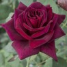 Rosa Meilland Black perfumella | Laserrafiorita.it