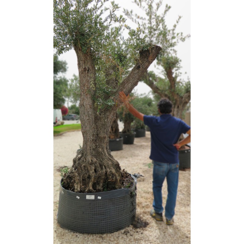 Olea europea-Ulivo Moss