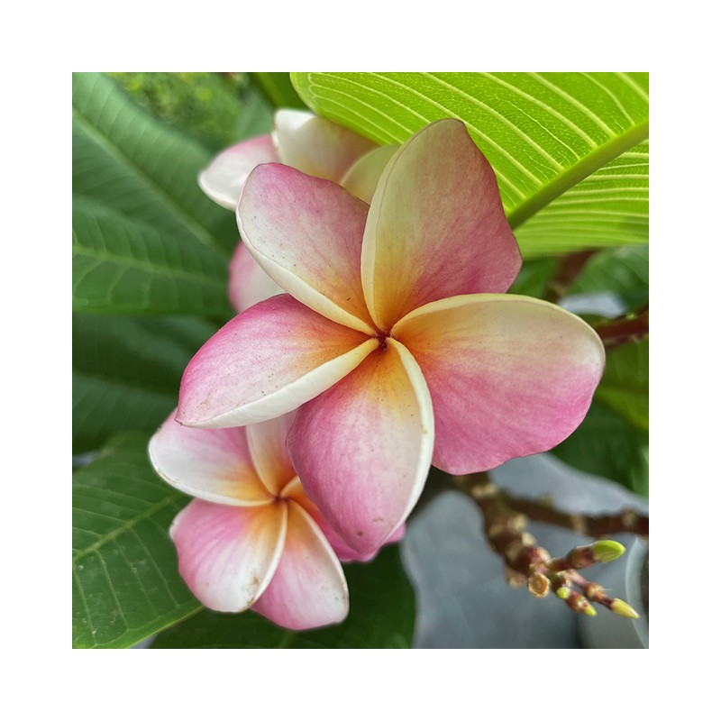 Plumeria frangipane