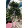 Ficus bonsai Ginseng  v40 h2+