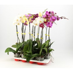 Phalaenopsis v12 1 ramo