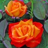 Rosa Raymond Kopa