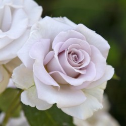 Rosa Stainless Steel