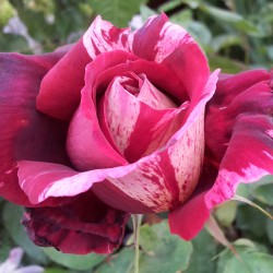 Rosa Barni-Ottavio Missoni