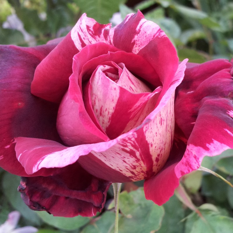 Rosa Barni-Ottavio Missoni