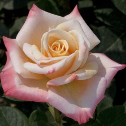 Rosa Meilland 'Laetitia Casta'