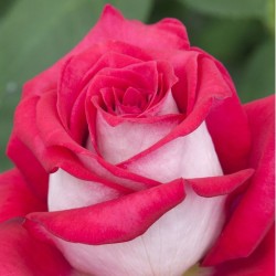 Rosa Meilland 'Monica Bellucci'