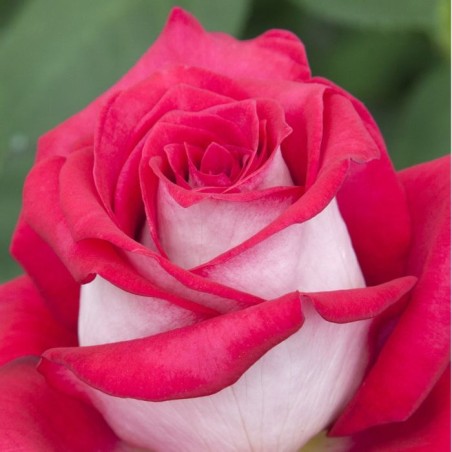 Rosa Meilland 'Monica Bellucci'
