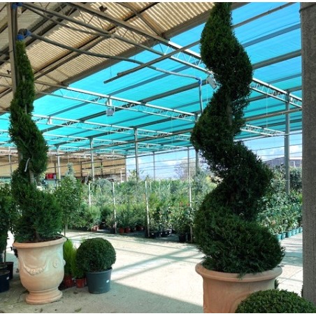 Cupressus leylandii spirale v45
