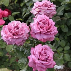 Rosa Meilland 'Claude Brasseur'