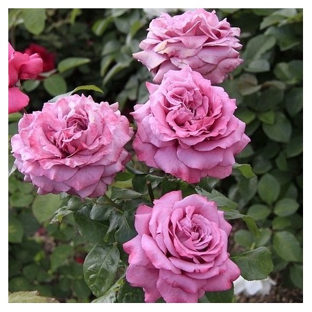 Rosa Meilland 'Claude Brasseur'