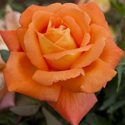 Rosa Meilland 'Louis de Funes'