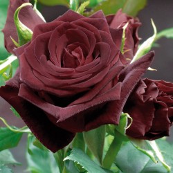 rosa Meilland alberello Black Ba ccara