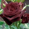 rosa Meilland alberello Black Ba ccara