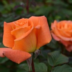 Rosa Poulsen-Flora Danica