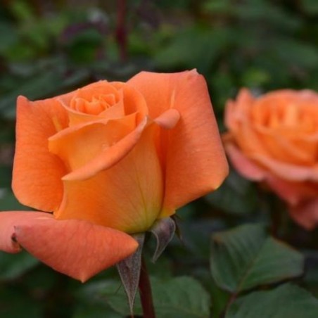 Rosa Poulsen-Flora Danica