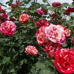 Rosa rampicante Feux d'artifice