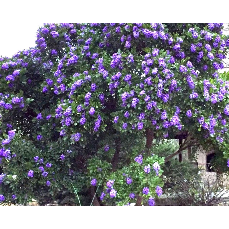 Sophora Secundiflora v40