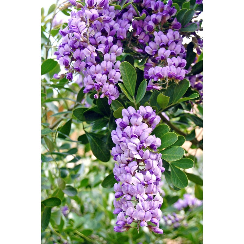 Sophora Secundiflora v40