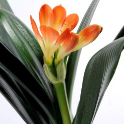 Clivia v14