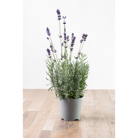 Lavanda v14