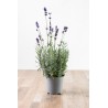 Lavanda v14