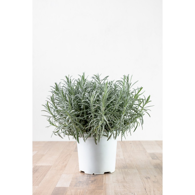 elicriso vaso 18 | Laserrafiorita.it