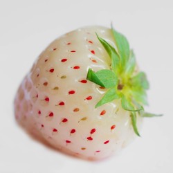 fragola unifera alba-plateau