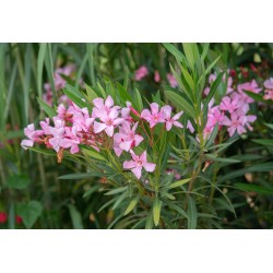 Nerium oleander-oleandro v17