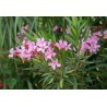 Nerium oleander-oleandro v17