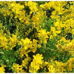 Cytisus v18