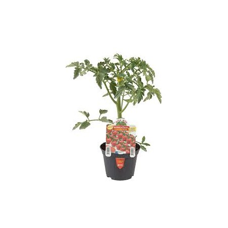Pomodoro ciliegino rosa Sunpeach v10