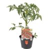 Pomodoro ciliegino rosa Sunpeach v10