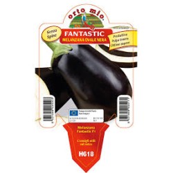 Melanzana tonda nera-v10-fantastic