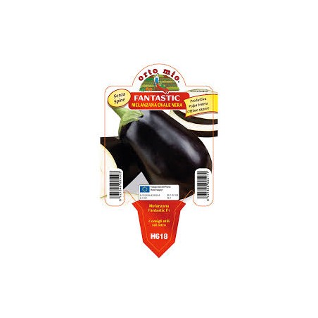 Melanzana tonda nera-v10-fantastic